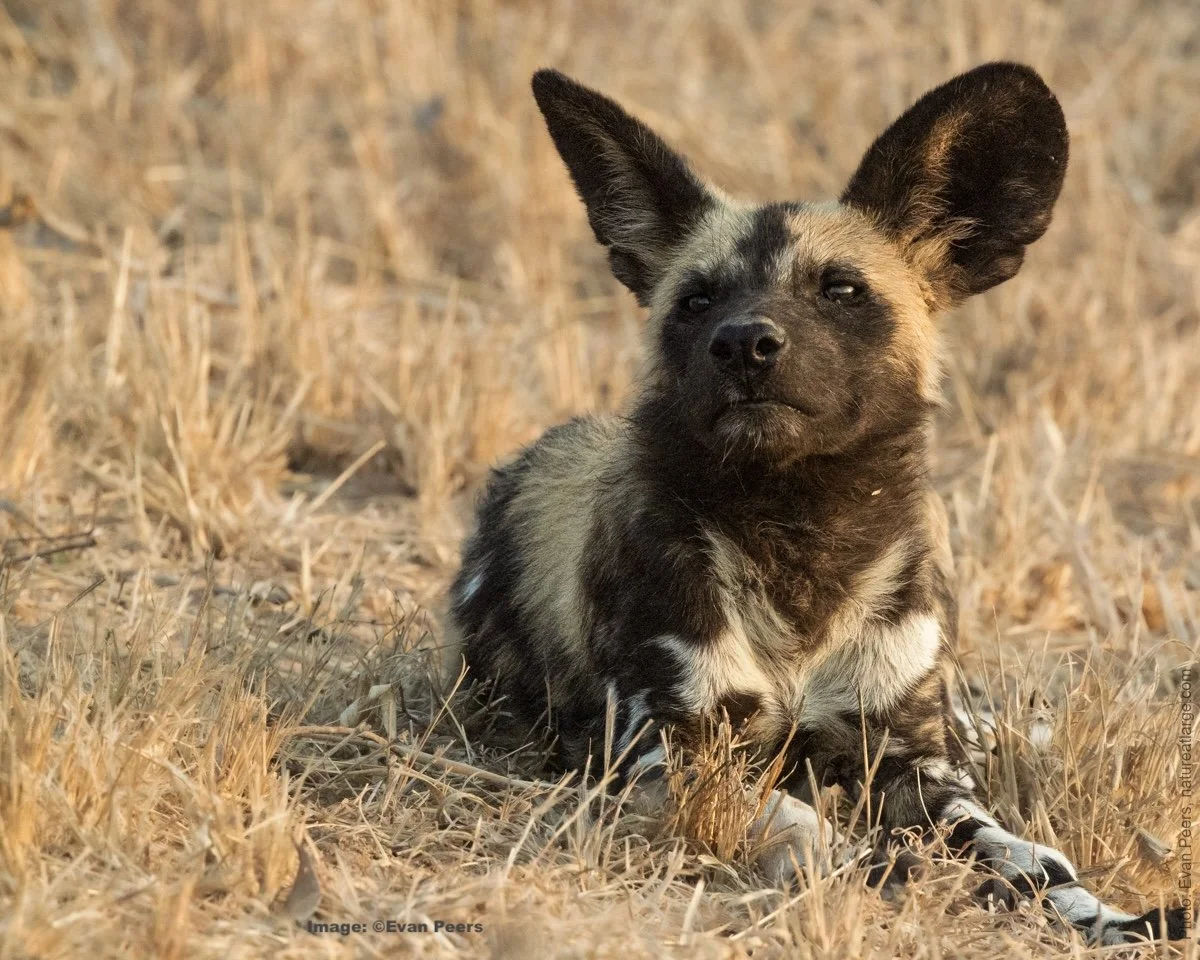 Trip Report: Searching for African Painted Dog, A Conservation